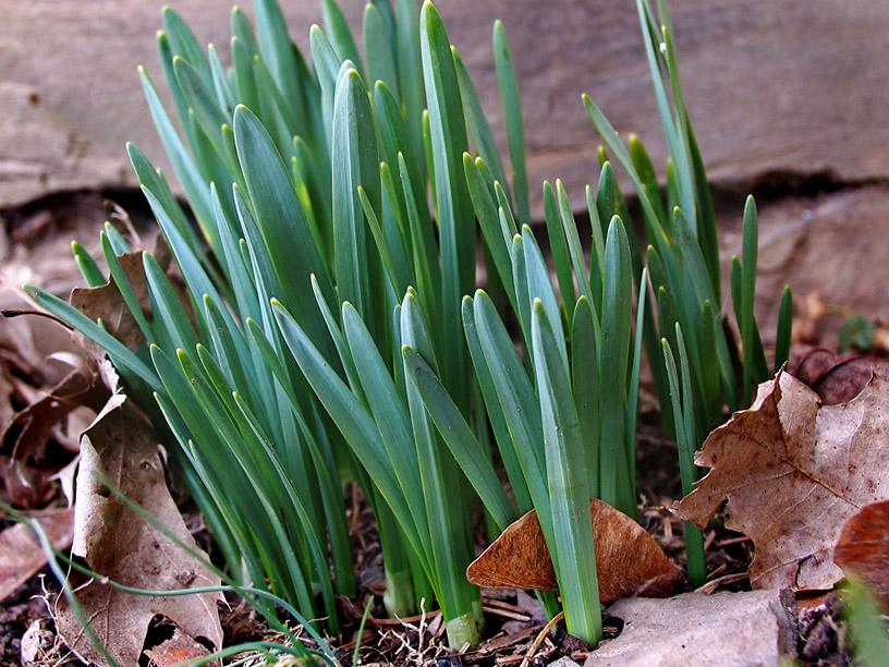 IMG_6685 The first daffy's are coming