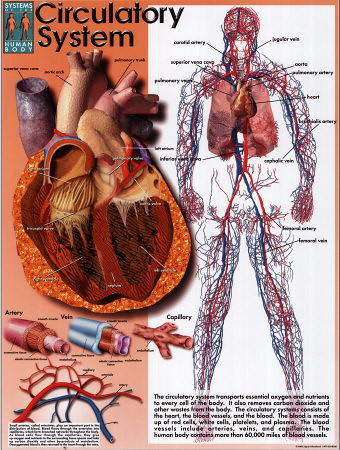 circulatory system functions and organs. Circulatory system.