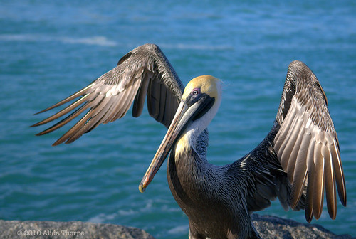pelican wings by Alida's Photos