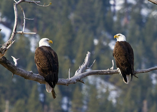 Winning Photo: 2 Eagles On A Branch