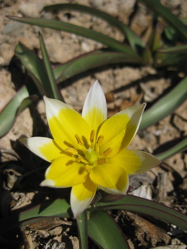 Miniature wildflower tulips
