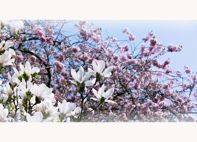 Cherry and magnolia