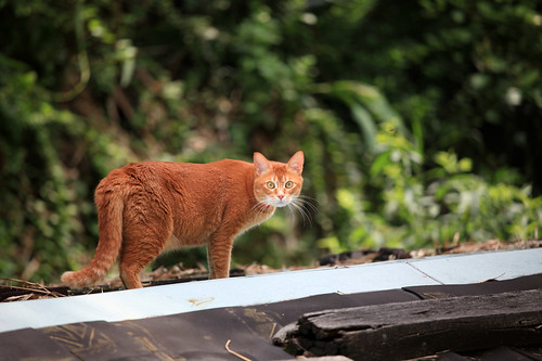 cat on the roof 4