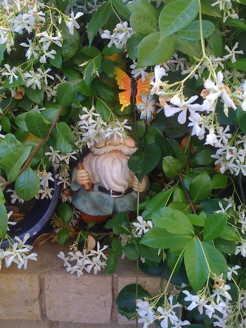 My butterfly gnome in my jasmine