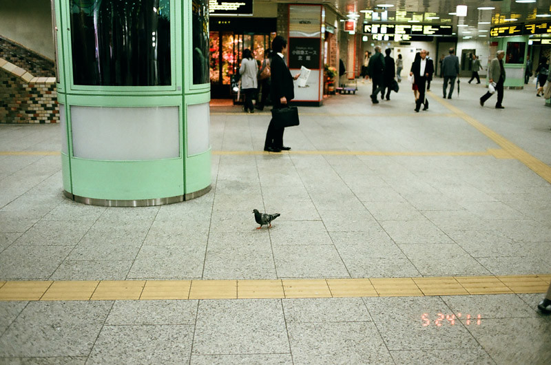 PigeonShinjukuStation (2 of 13)