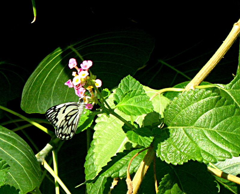 31-10-2009-beautiful-butterfly