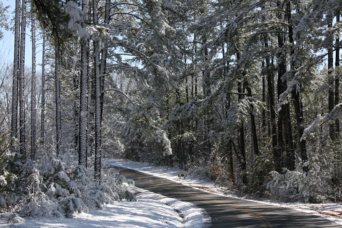 A walk though the woods in snow at Staunton River State Park