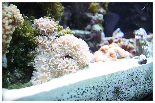 Coral at the aquarium 