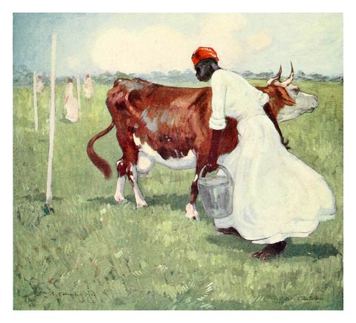 007- Ordeñando vacas en Barbados-The West Indies 1905- Ilustrations Archibald Stevenson Forrest