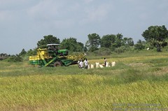 Harvesting paddy