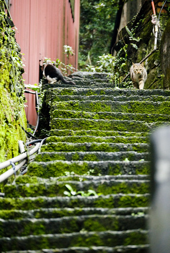 Street Cats in Taiwan 侯硐街貓