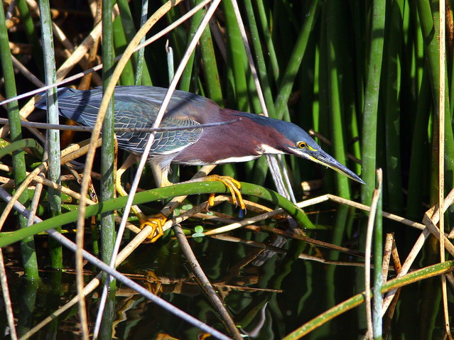 Green Heron 20100301