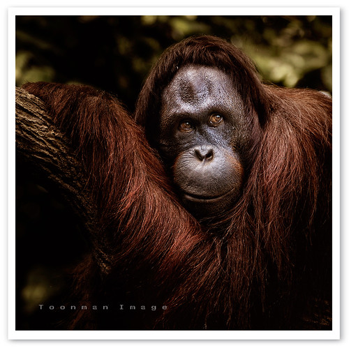 Singapore Zoo - Orang Utan (by TOONMAN_blchin)