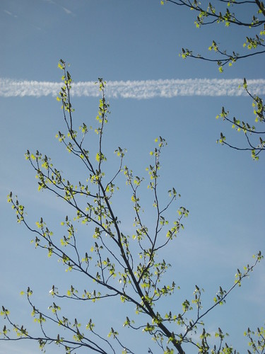 Sweetgum branches and vapor trail