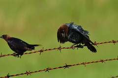 Awkward Cowbird DSC_9444 by Mully410 * Images