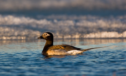 Long-tailed Duck, Arctic Refuge