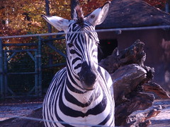 zebra chewing
