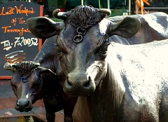 Jersey Cow Statue in St Helier