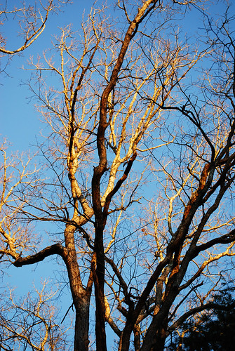 SS48_Golden_Branches[2009]
