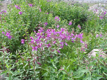 Dwarf fireweed, love this plant and flower and it was everywhere