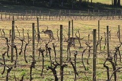 Kangaroos at Innes Lake Vineyards