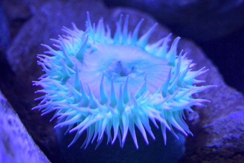 anemone with awesome lighting