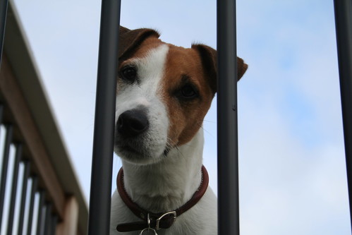 Seamus: Dog Behind Bars