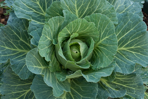 Mama Cabbage