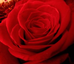 Night's Red Rose...