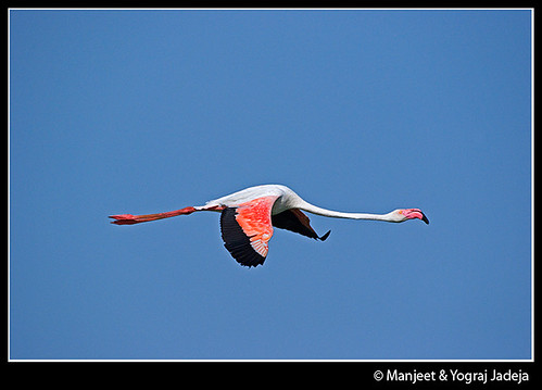Greater flamingo in flight