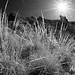 Grasses on Lost Mine Trail