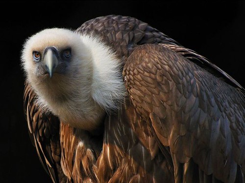 griffon-vulture_12587_600x450