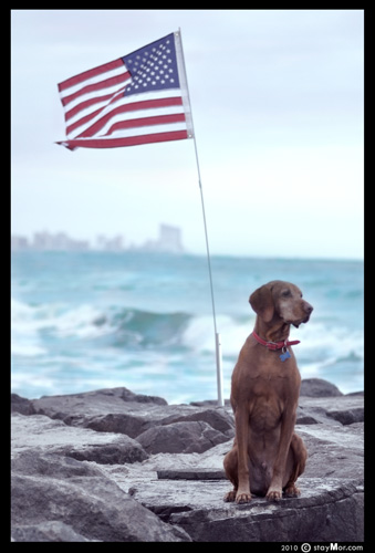 The PAWtriotic Series - "Sea to Shining Sea" by staymor.com