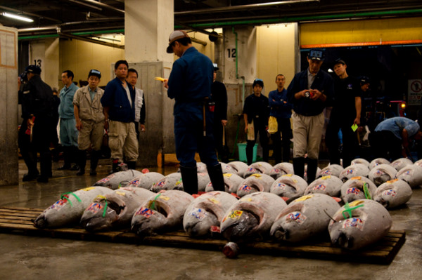 Tuna auction at Tsukiji fish market