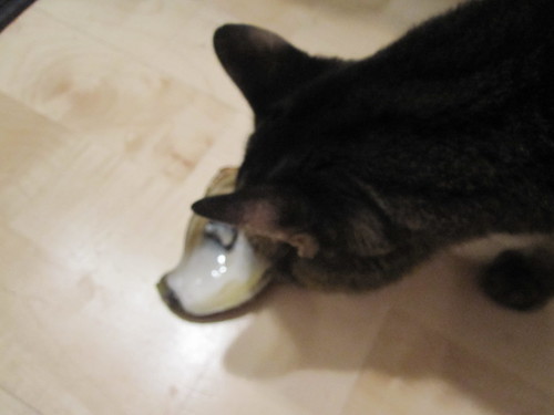 beloved cat enjoys an oyster
