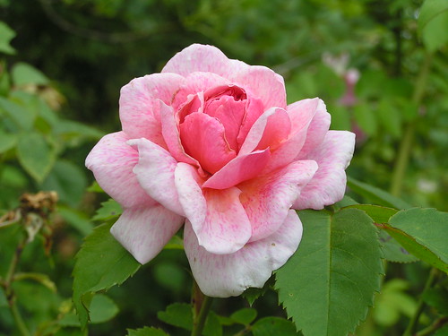Rose du parc du château de Courson.