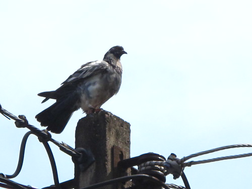 IMG_5753 Hatyai Pigeon