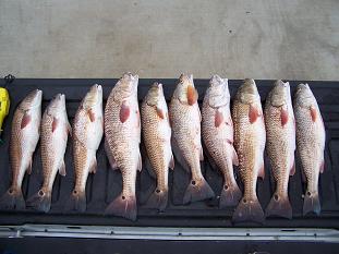 Louisiana Redfish - Caught by Matt Brumwell