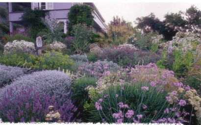 lavendar sage and yarrow garden (Dry Climate Gardening - Orthos)
