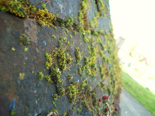 tiny moss growths