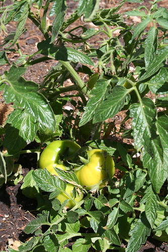 First tomatoes