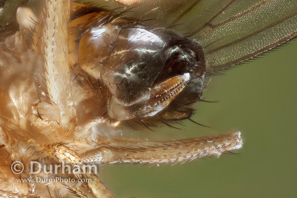 Drosophila suzukii serrated ovipositor