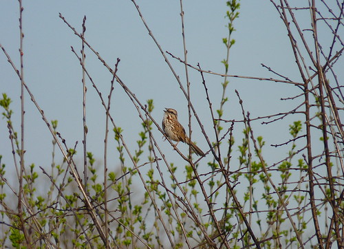 Song Sparrow (by brytborte)