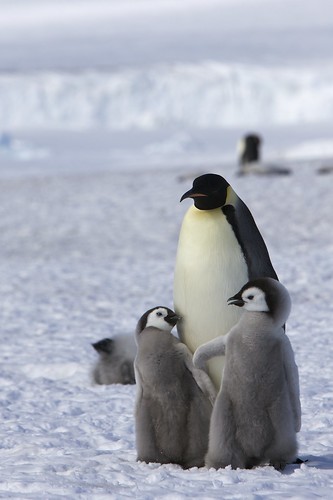  フリー画像| 動物写真| 鳥類| ペンギン| 皇帝ペンギン| 親子/家族| 雛/ヒナ|     フリー素材| 
