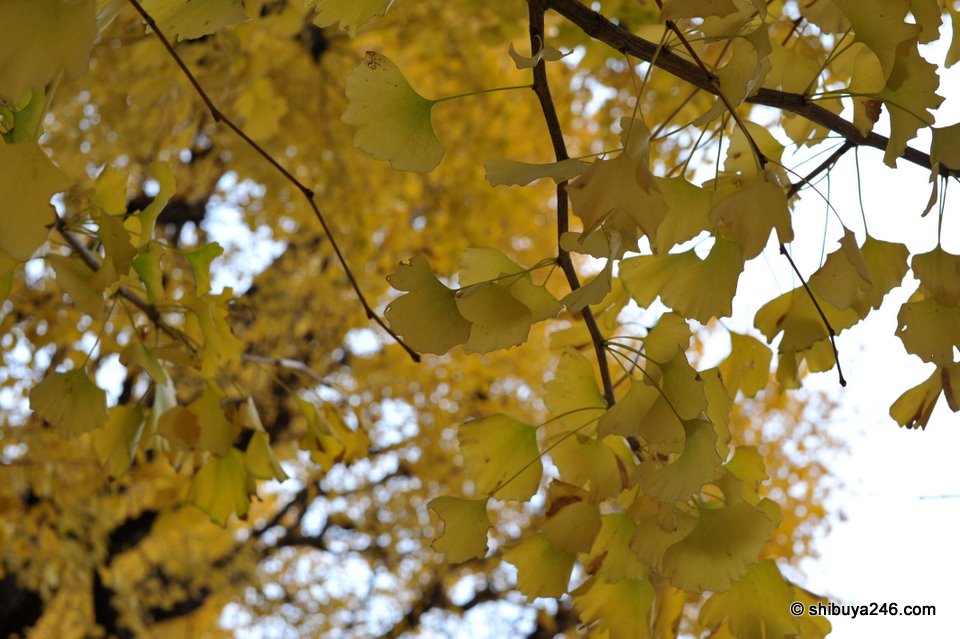 Ginkgo trees close up.