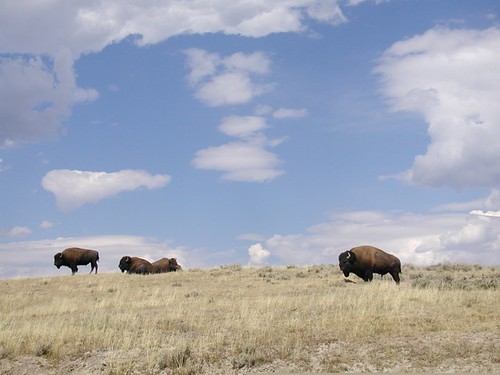 Buffalo at Yellowstone