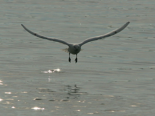 Ivory Gull gets closer 20091208