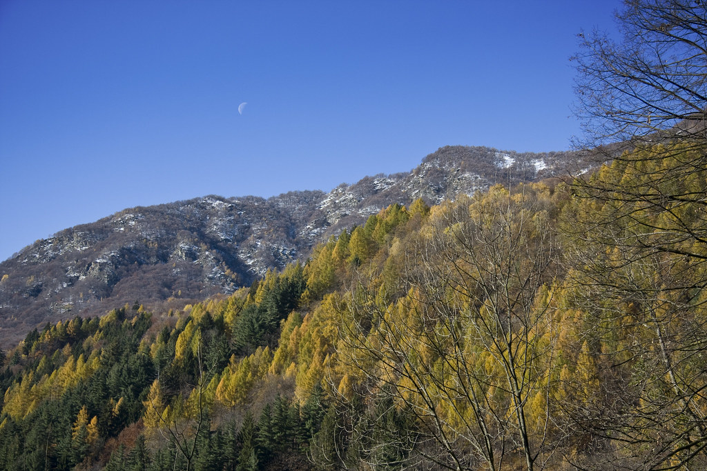 The Moon over the Larches #1