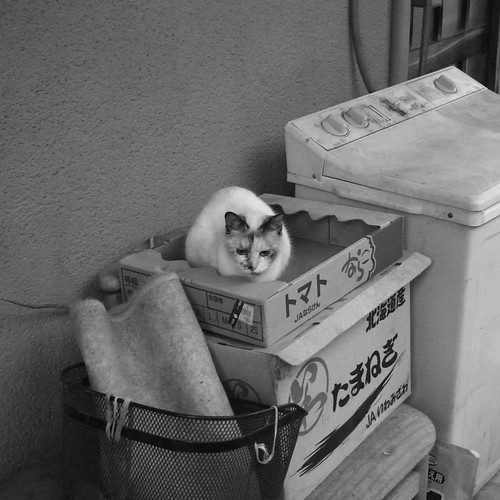 Today's Cat@2010-01-11