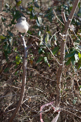Northern Mockingbird near the bird feeder